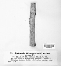 Diaporthe orthoceras image